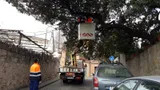 Poda al C/ Sants Màrtirs