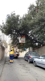 Poda al C/ Sants Màrtirs
